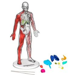 Discovery Mindblown 3D Human AnaTOMY Kit Hot