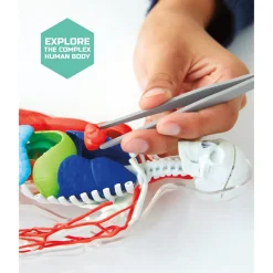 Discovery Mindblown 3D Human AnaTOMY Kit Hot