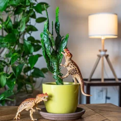 Schleich Ceratosaurus Shop