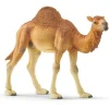 Schleich Dromedary Best
