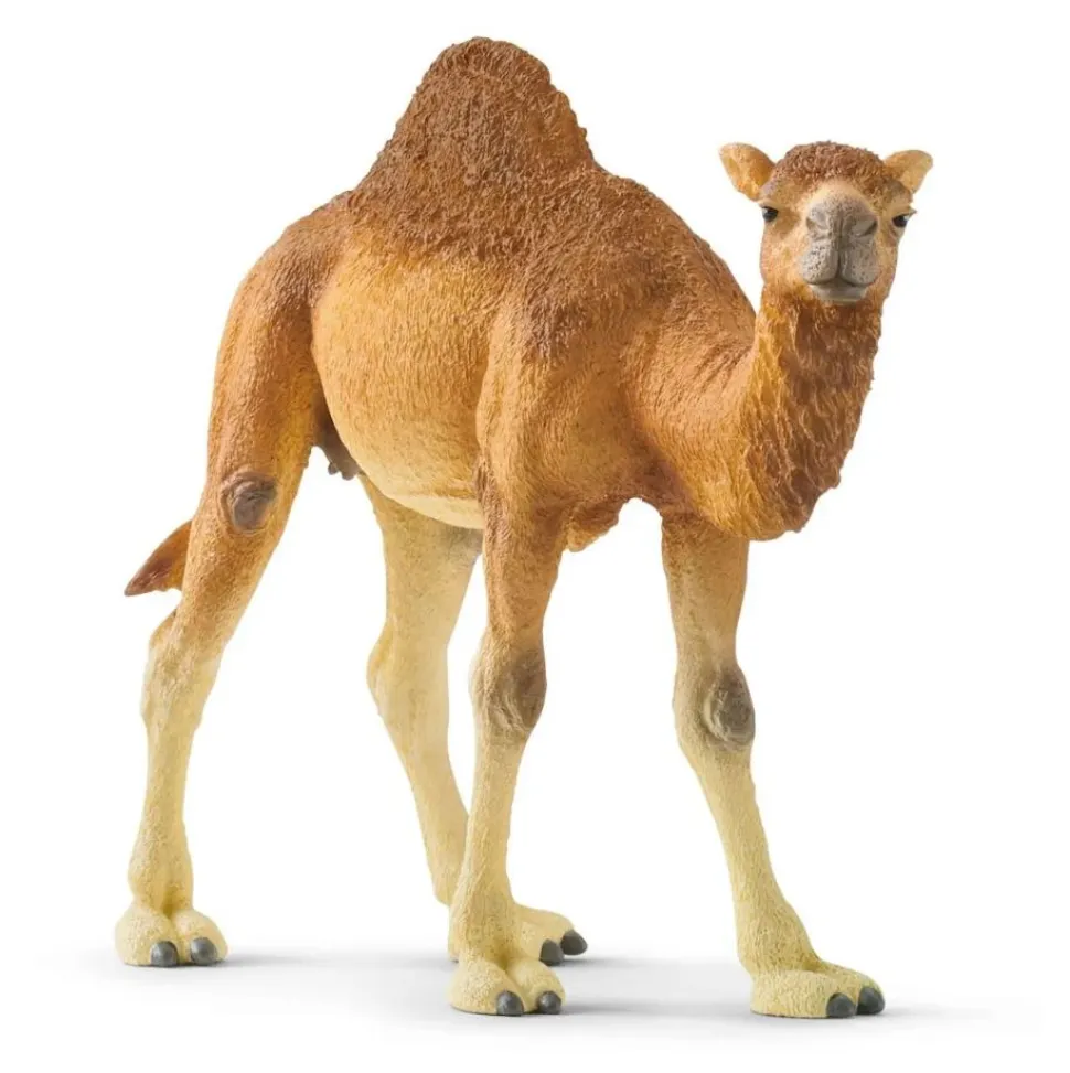 Schleich Dromedary Best